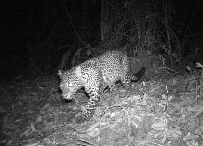 macan tutul jawa di guntur papandayan