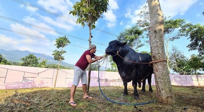 kenangan terakhir irfan hakim dengan sapi grandong dihiasi tawa dan pelukan