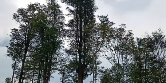 Cerita Pohon Gutta Percha di Sukabumi, Pernah Dikirim Massal ke Inggris Tahun 1859