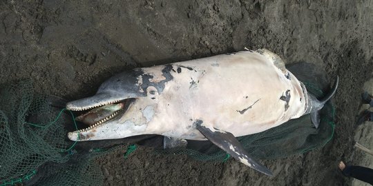 Seekor Bangkai Lumba-lumba Hidung Botol Ditemukan di Pantai Pebuahan Bali