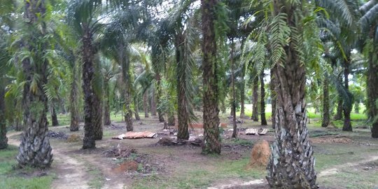PTPN V Ingatkan Ketua Koperasi Sawit Agar Taat Hukum