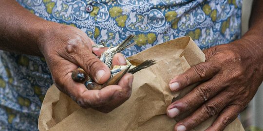 DKPPP Cirebon: Kematian Ratusan Burung Pipit karena Cuaca Ekstrem