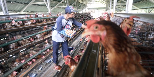 Harga Telur dan Cabai Kompak Turun, Konsumen Untung Petani Buntung