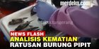 VIDEO: Kematian Ratusan Burung Pipit di Cirebon Diduga Akibat Fenomena Alam Ekstrem
