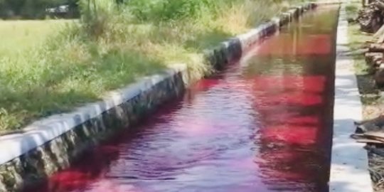 Air Saluran Irigasi di Klaten Berwarna Merah, Polisi Periksa Sejumlah Saksi
