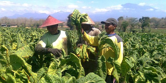 Curhat Petani Tembakau Prihatin soal Rencana Kenaikan Cukai di Tengah Pandemi