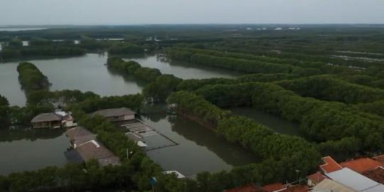 Program Rehabilitasi Mangrove Diklaim Bantu Pulihkan Perekonomian