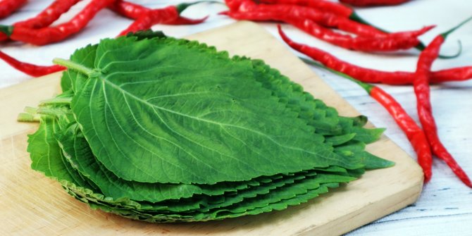 Mengenal Daun Perilla Atau Sayur Korea Kkaennip Manfaat Dan Cara