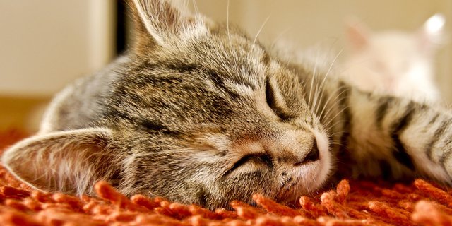 Penyebab Kucing Lelah Dan Banyak Tidur Perhatikan Tingkah Lakunya Merdeka Com