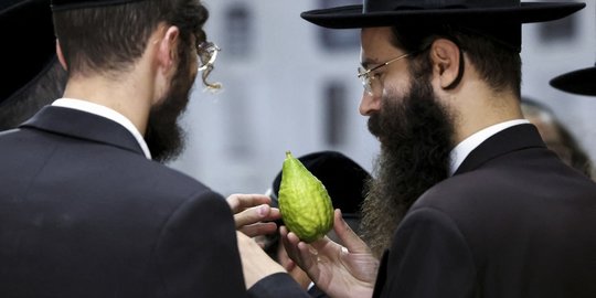 Etrog, Jeruk Israel untuk Ritual Perayaan Sukkot