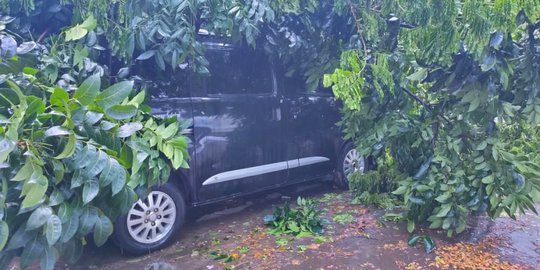 Pohon Tumbang Timpa Dua Mobil Jenazah di Tangerang Selatan