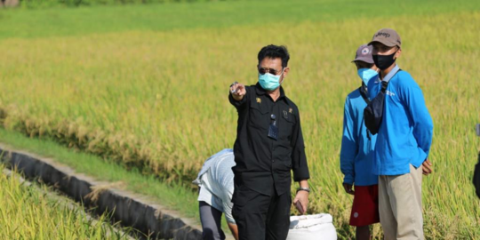 Berkat Irigasi Pertanian, Petani Simalungun Semakin Intens Bercocok Tanam