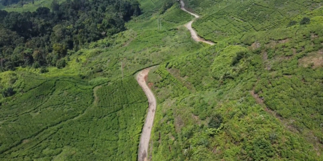 Mengintip Keelokan Nanggung, Tempat Wisata Baru di Bogor dengan Kebun Teh Luas