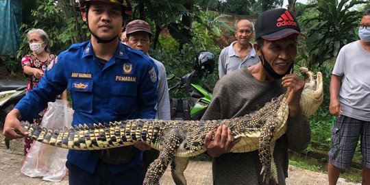 Buaya 3,26 M yang Berkeliaran di Permukiman Sungai Mati Berhasil Ditangkap