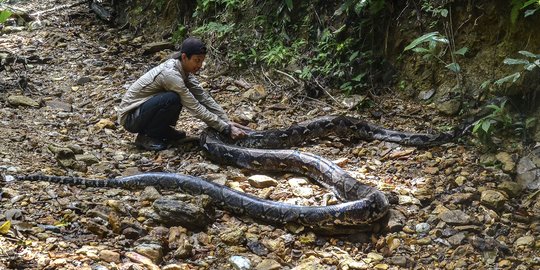 Wujud Ular Piton 9 Meter yang Dilepasliarkan di Hutan Riau