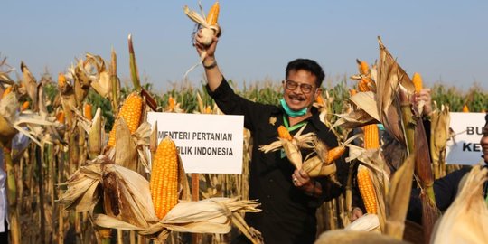 Pastikan Stok Jagung 2,3 Juta Ton, Kementan Siap Tunjukkan Lokasi di Lapangan - Vimarsana News