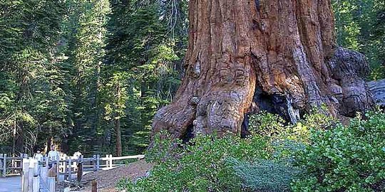 Penampakan General Sherman, Pohon Terbesar di Dunia