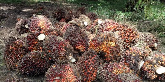 Kantongi Sertifikat ISCC & RSPO, PTPN V Raup Rp168 Miliar dari Penjualan CPO Premium