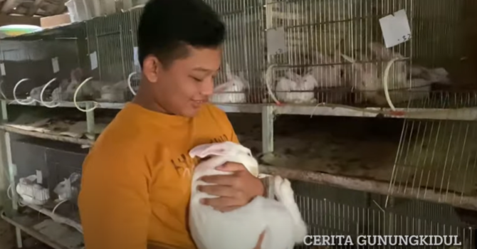 siswa smp asal gunungkidul hasilkan jutaan rupiah per bulan dari beternak kelinci