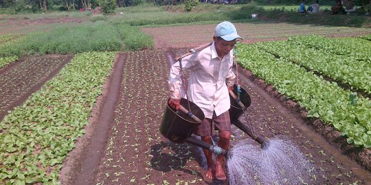 Pemerintah Terus Genjot Akses KUR untuk Petani Milenial