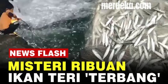 Kkp Manfaatkan Data Dari 124 Pelabuhan Tentukan Harga Patokan Ikan Merdeka Com<script async src=