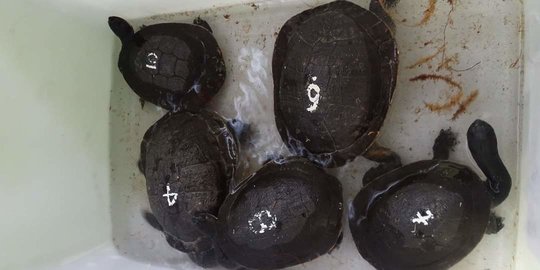 13 Ekor Kura-kura Leher Ular Asal Rote Ndao Dipulangkan Dari Singapura