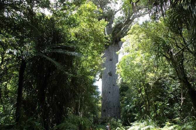 pohon terbesar di dunia