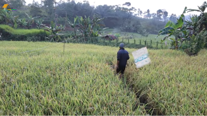 si abah rela tinggal seorang diri di gubuk sederhana tengah sawah