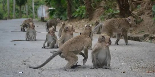 Ratusan Monyet Serang Pemukiman Warga di Tebing Tinggi, Puluhan Rumah Rusak