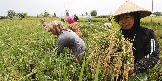 Ajak Petani Karawang, Erick Thohir Target 4 Juta Hektare Lahan Ikut Program Makmur