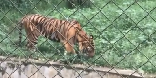 Viral Harimau Sumatera di Medan Miliki Tubuh Kurus dan Disebut Makan Rumput