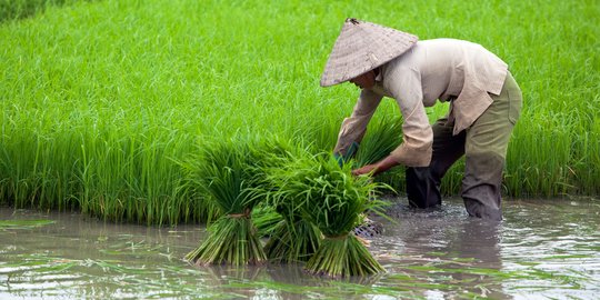 Ini Penyebab Petani Indonesia Banyak Miskin