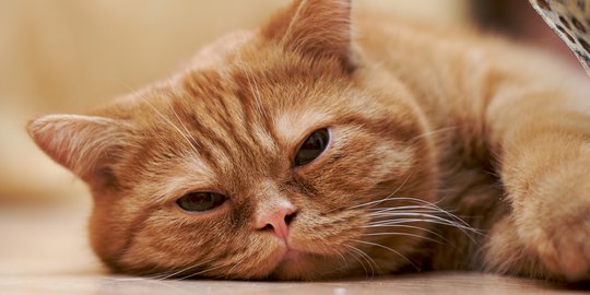 Penyebab Kucing Lesu beserta Gejala dan Cara Mengobatinya, Wajib Tahu