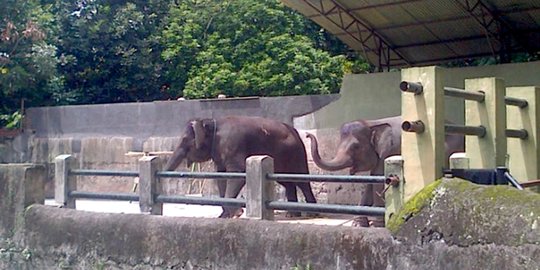 Gembira Loka Zoo Tolak Ratusan Pengunjung dalam Sehari, Ini Alasannya