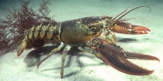 Pupuk Kaltim Hidupkan Budi Daya Lobster Jadi Komoditas Andalan Nelayan