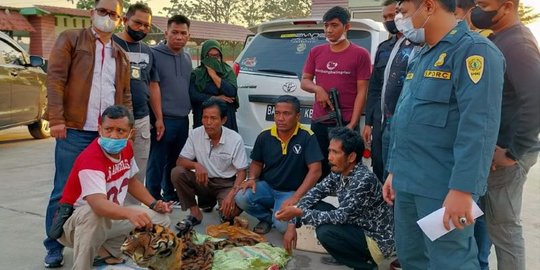 4 Pelaku Penjual Kulit Harimau Ditangkap Tim Gabungan BBKSDA Riau