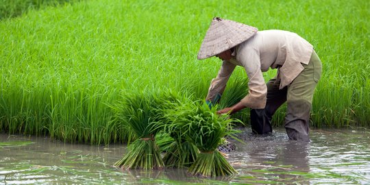 Vitalnya Peran Data Majukan Pertanian Indonesia