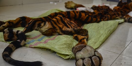 Empat Warga Sumbar Ditangkap saat Jual Kulit Harimau Sumatera