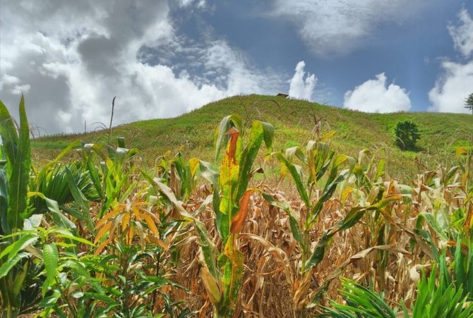 perkebunan jagung