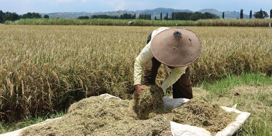 Program Petani Maju 4.0 untuk Kurangi Pengangguran Usia Muda