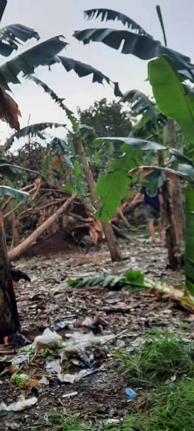 pohon tumbang akibat hujan di depok