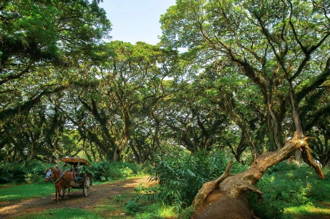 destinasi wisata banyuwangi mulai buka