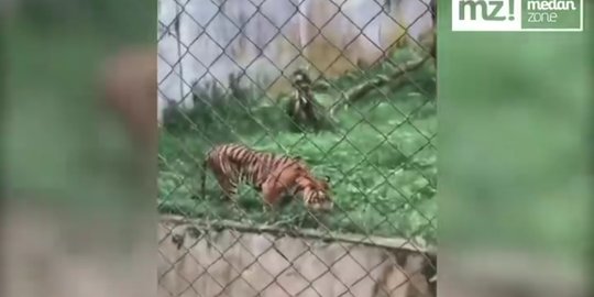Sempat Viral Harimau di Medan Zoo Kurus dan Makan Rumput, Begini Kondisinya Kini