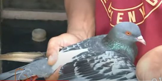 Seekor Burung Merpati di Pekalongan Terjual hingga Rp1,5 Miliar, Ini Alasannya