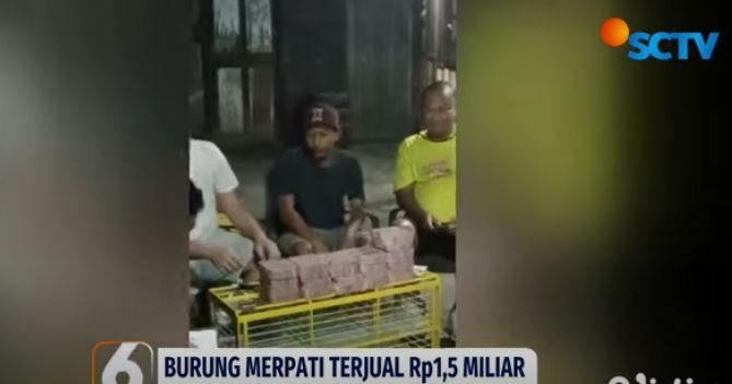 burung merpati di pekalongan terjual rp15 miliar