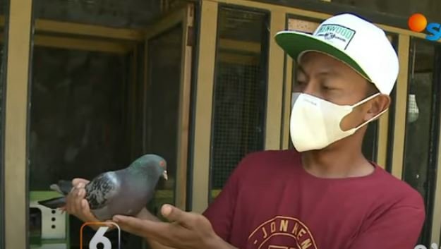 burung merpati di pekalongan terjual rp15 miliar