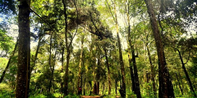 Melihat Pohon Raksasa Walitis di Hutan Rasamala, Tahan dari Api