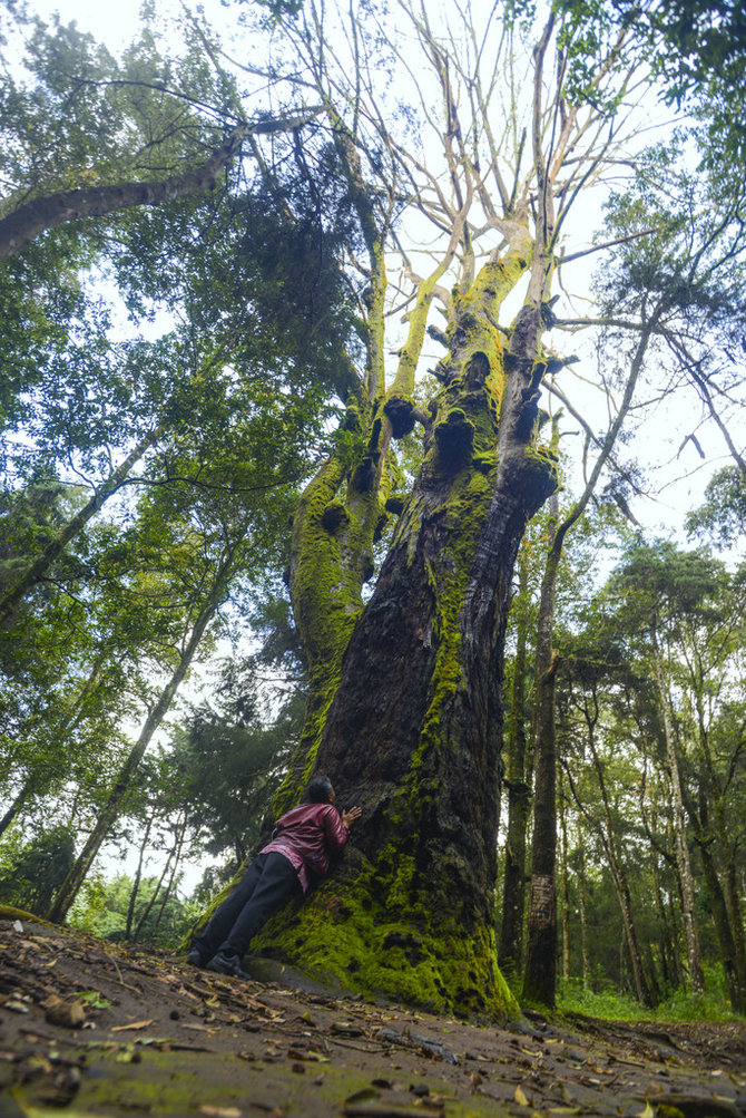 pohon walitis di hutan rasamala