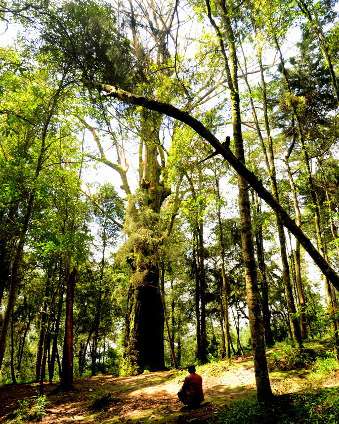 pohon walitis di hutan rasamala