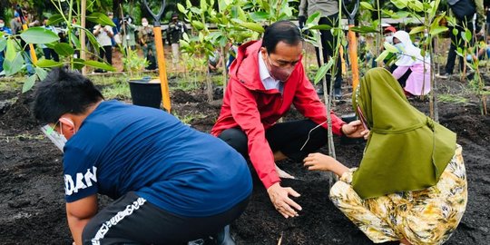 Jokowi Sebut Indonesia Punya Hutan Mangrove Terluas di Dunia 3,36 Juta Hektare